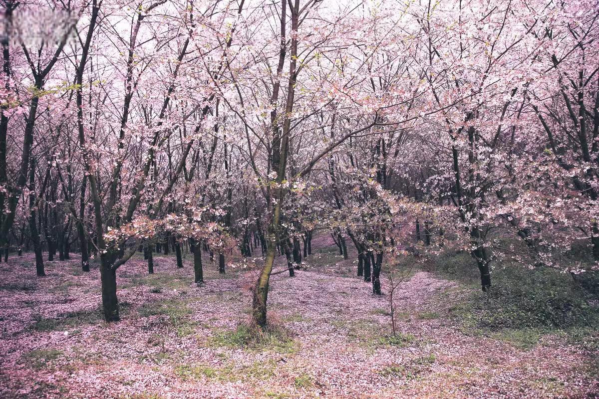 平坝樱花基地图片