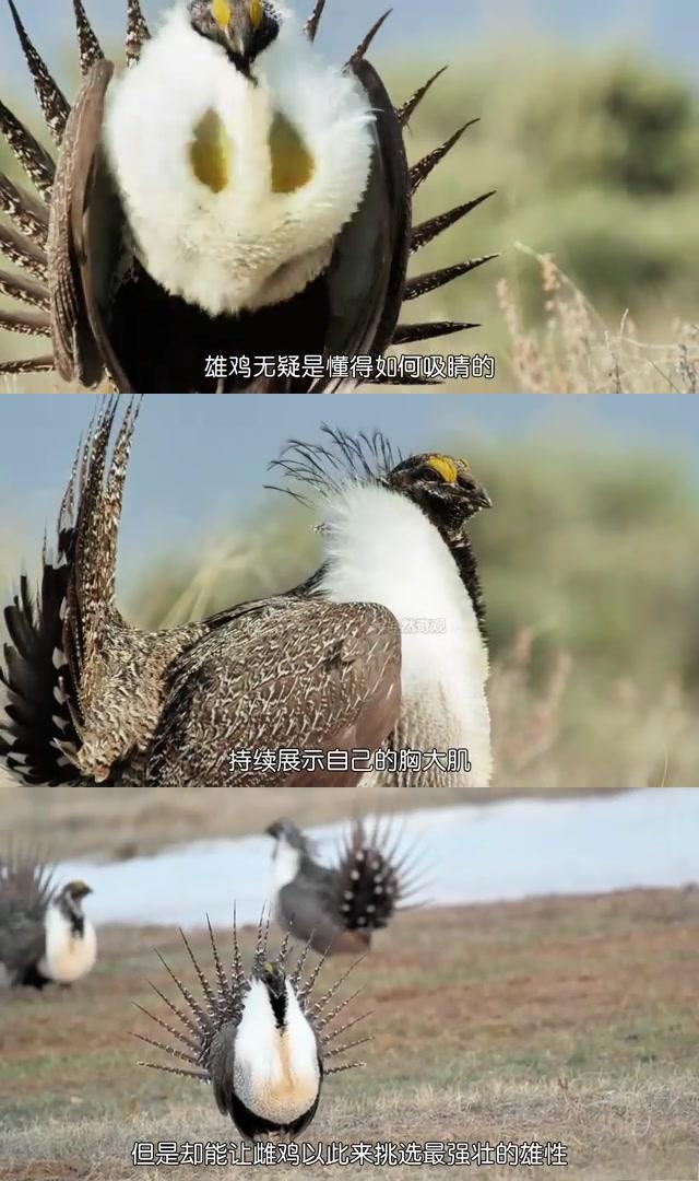 雄性艾草松鸡"炫腹"求偶,雌性眼光独到,选强不选弱 春天是繁殖的季节