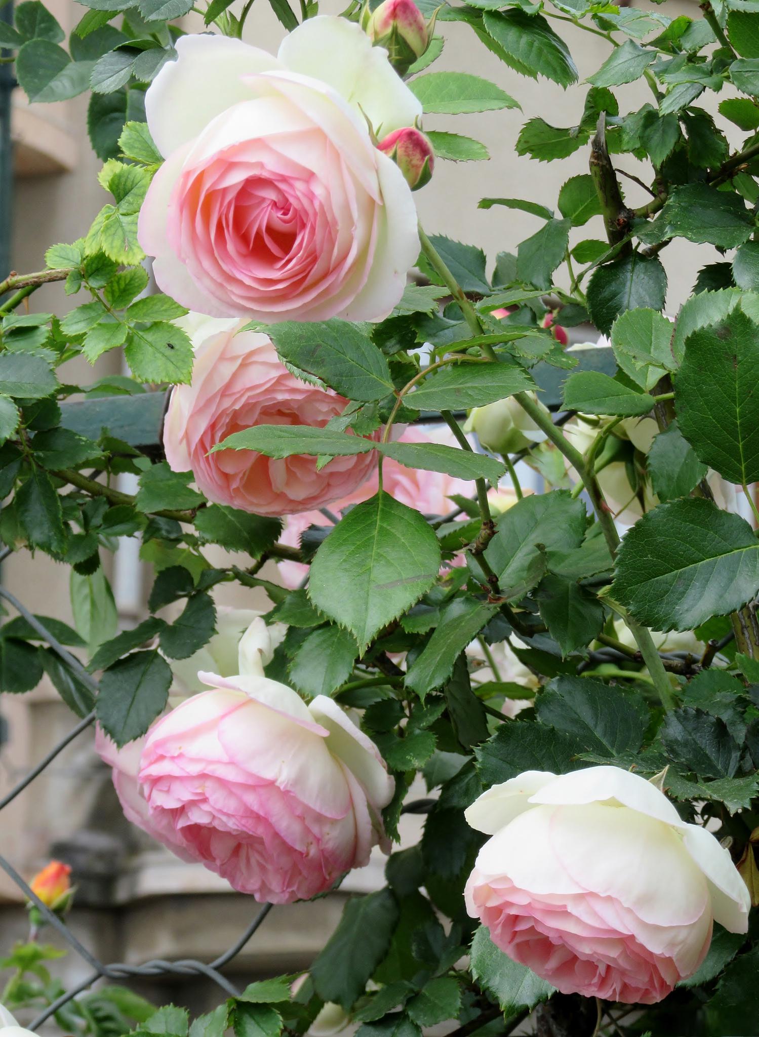 棉花糖泡泡月季花特点图片