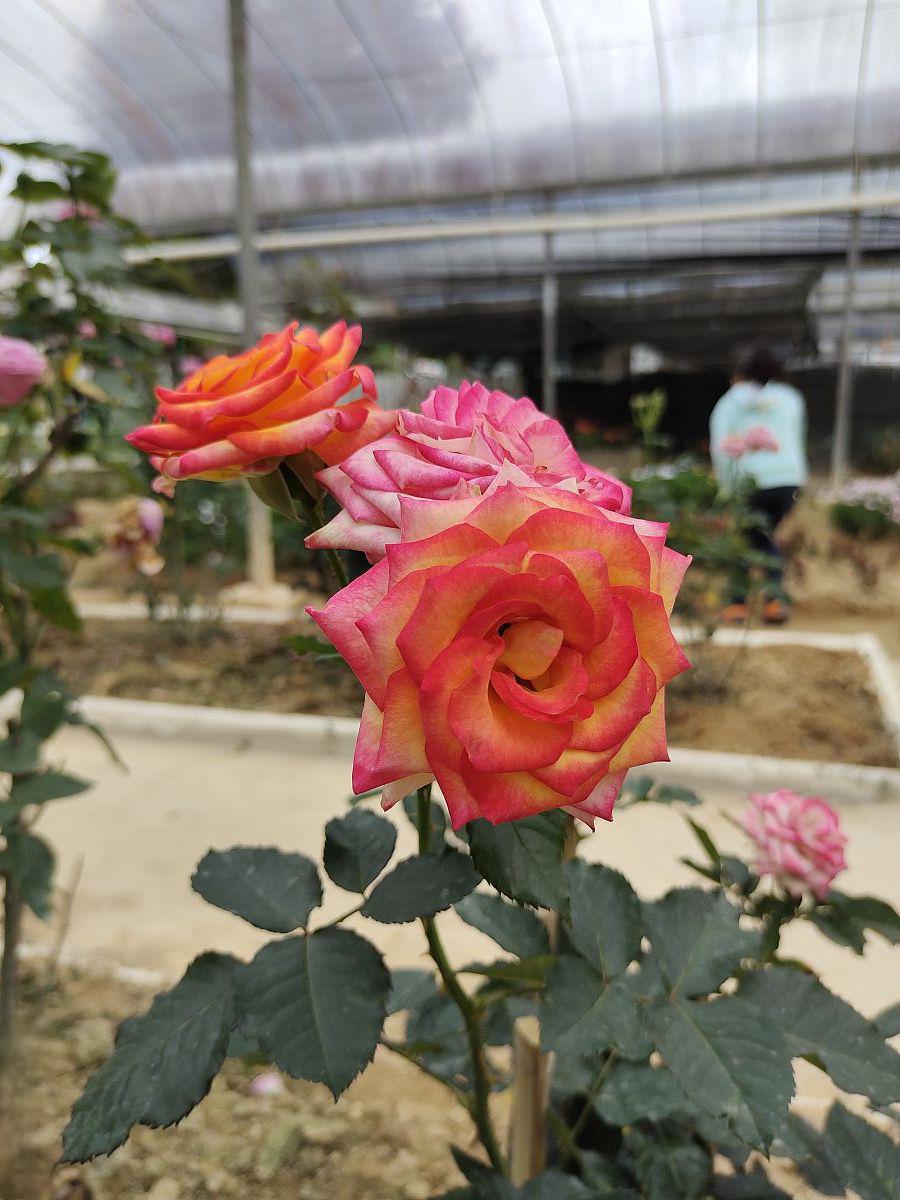 蜻蜓月季:花界新星,魅力难挡 蜻蜓月季是一种盆栽植物,以其香气浓郁