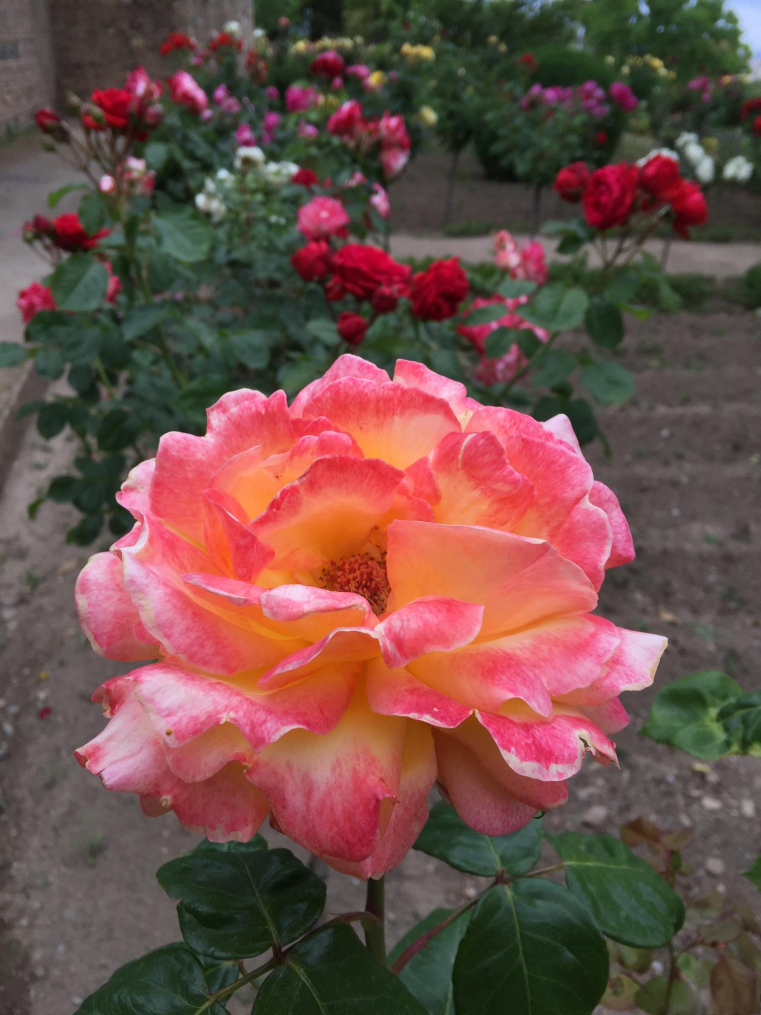 蜻蜓月季:花界新星,魅力难挡 蜻蜓月季是一种盆栽植物,以其香气浓郁