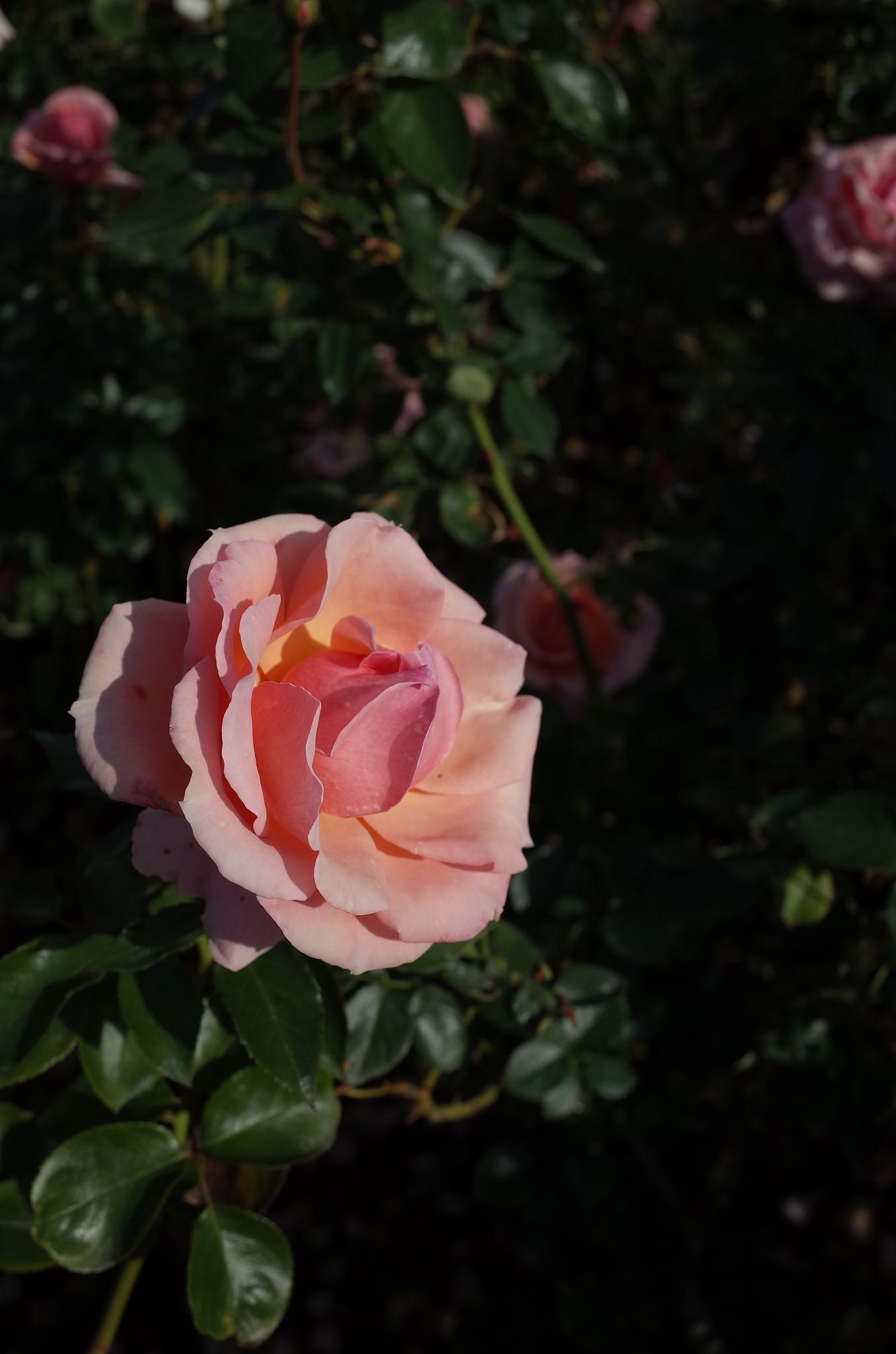 蜻蜓月季:花界新星,魅力难挡 蜻蜓月季是一种盆栽植物,以其香气浓郁