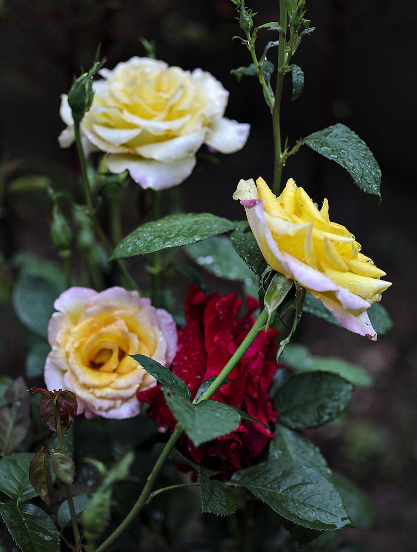 蜻蜓月季:花界新星,魅力难挡 蜻蜓月季是一种盆栽植物,以其香气浓郁