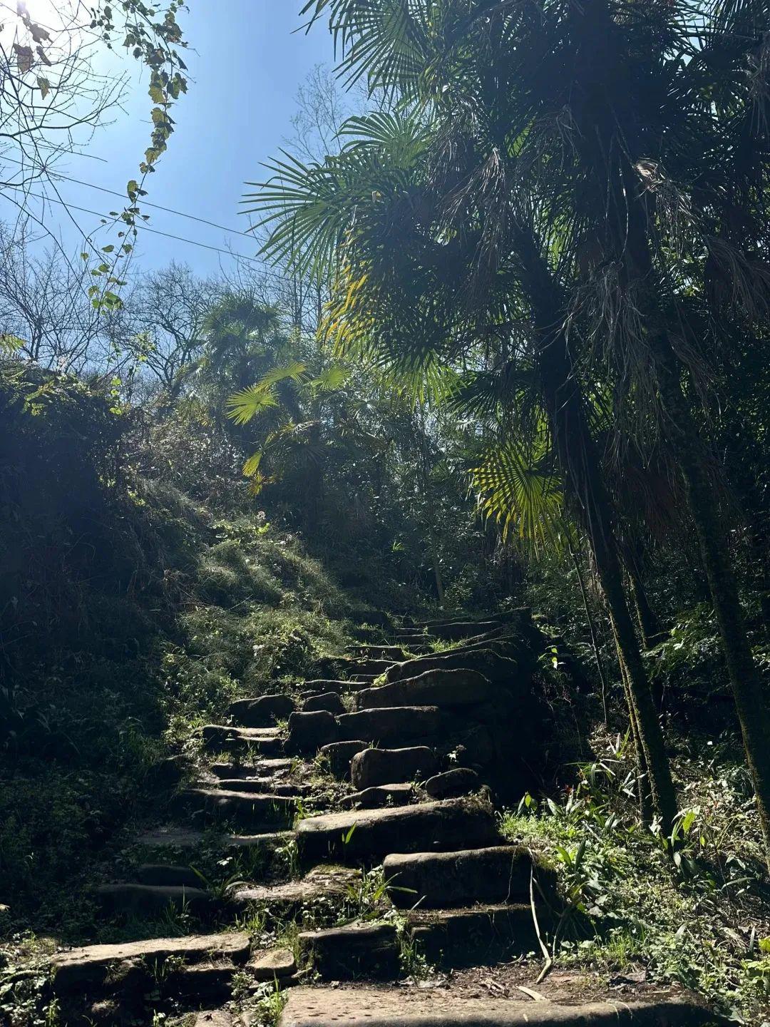 大邑县凤山花海:开车直达,徒步探索 想要避开人潮,寻找一片宁静的山林