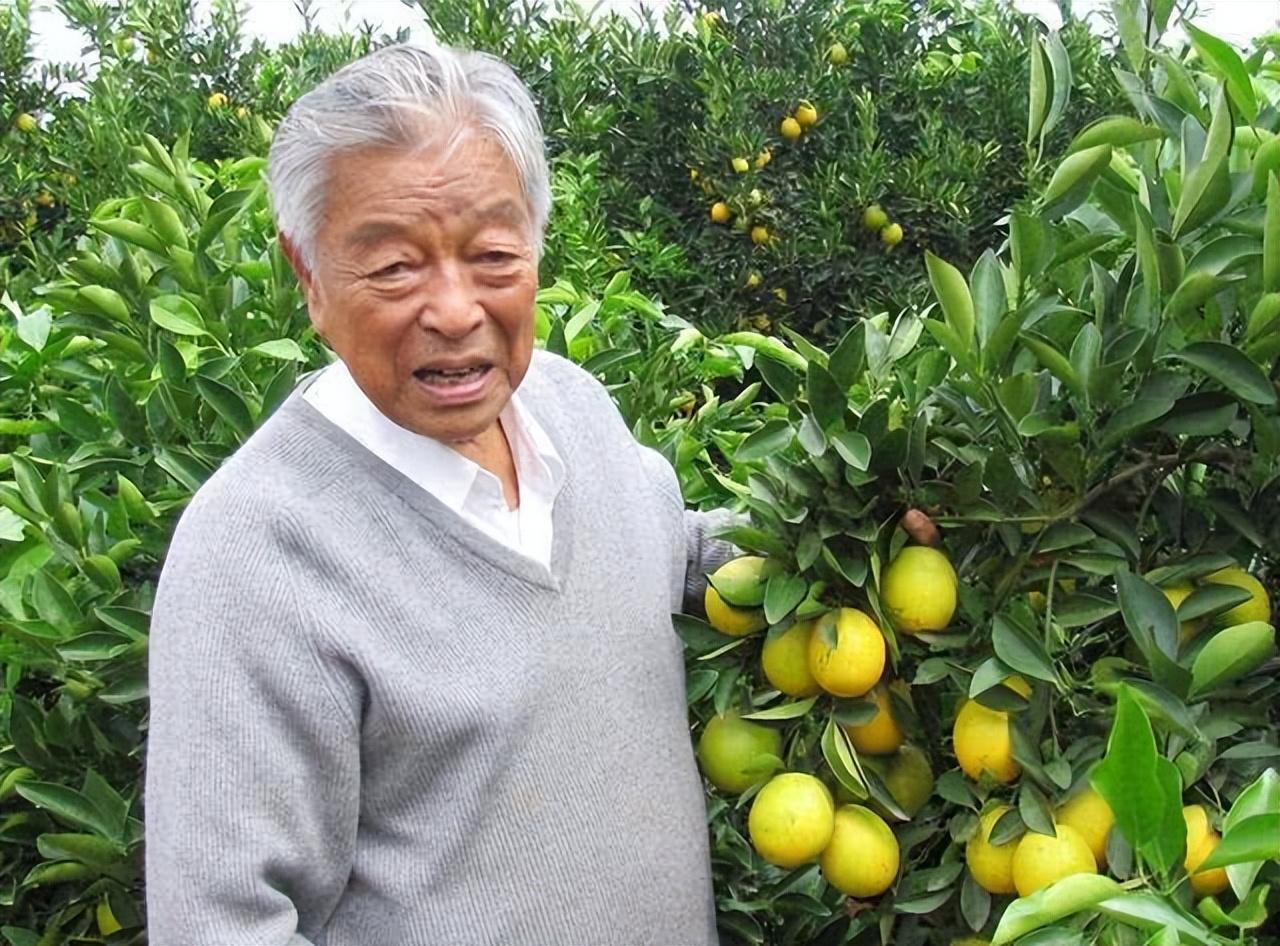 褚时健:从烟王到橙王的法律维度与人生传奇 褚时健,这位跨越了世纪的