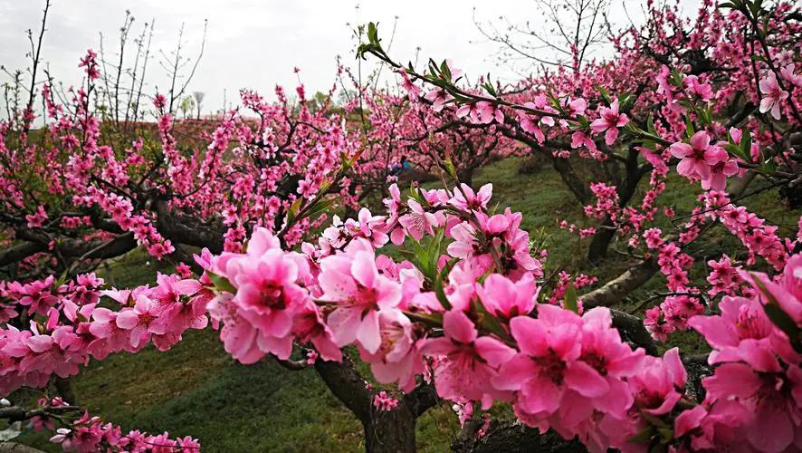 仙境桃花林图片