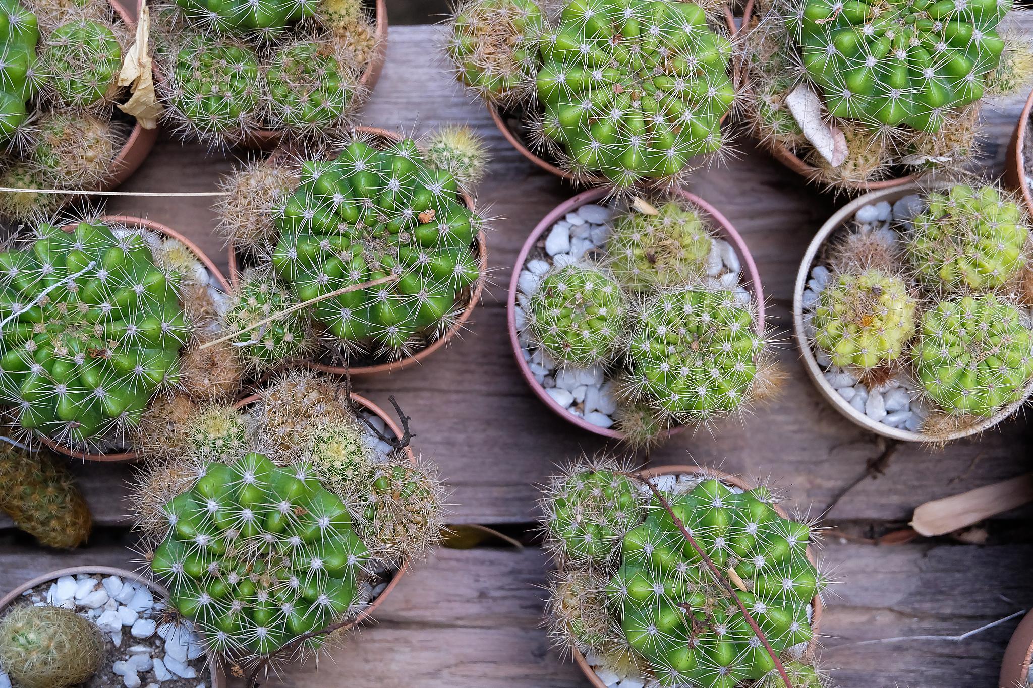 佛珠吊兰的秘密花园 佛珠吊兰不仅是一株植物,更是家中的小确幸,是