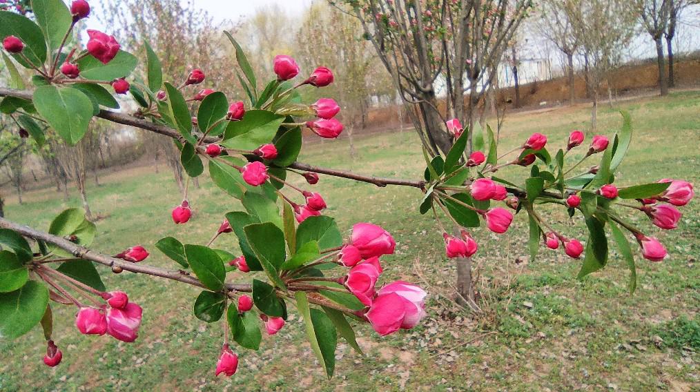 告别寒冬,新沟花海热烈绽放,成为了浪漫与诗意的代名词.