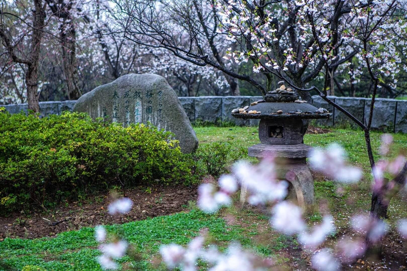 南京樱花园图片