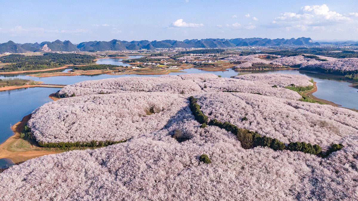 平坝樱花园:世界级樱花盛宴等你来赏!