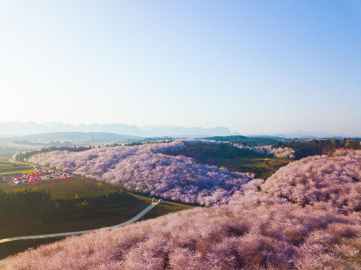 安顺樱花风景区图片