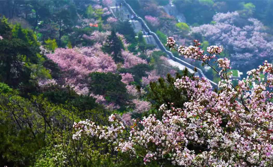 泰山风景春天图片