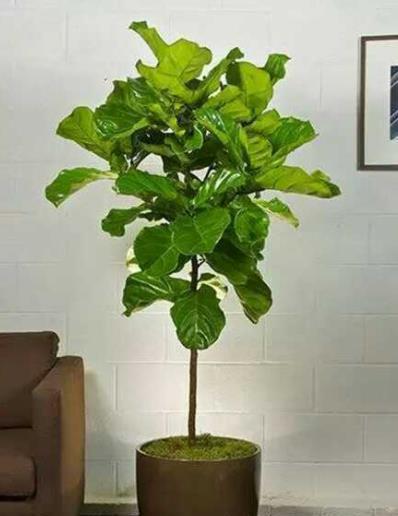 观赏,珍稀与养护的艺术 琴叶榕是一种独特而珍贵的观赏植物,不仅形态