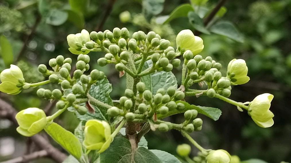 琼花:南京九龙公园的稀世之美 94"天下无双独此花" 琼花被誉为"天下