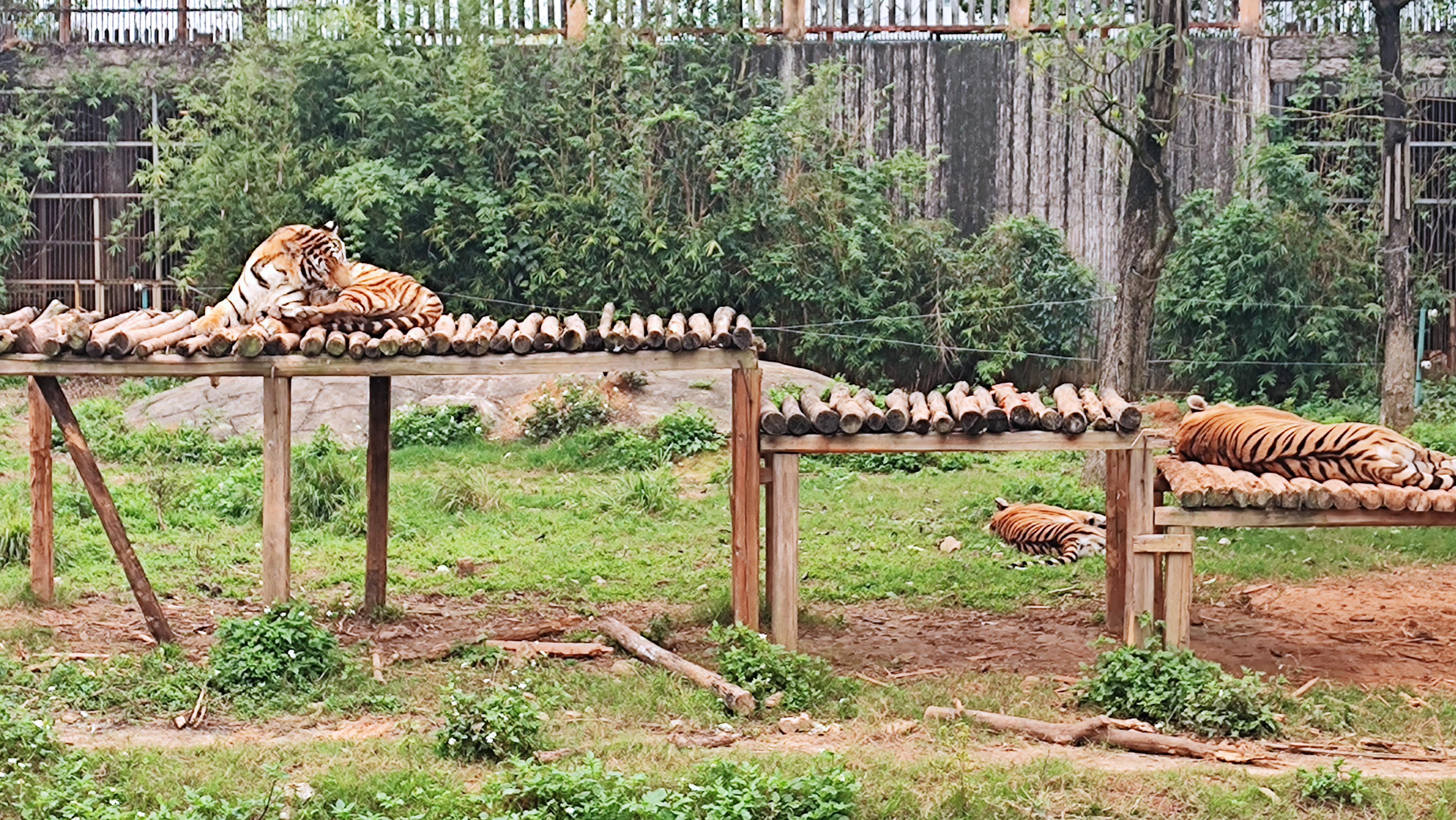 平南雄森动物园的门票价格不菲,但是它的独特魅力值得一探究竟.