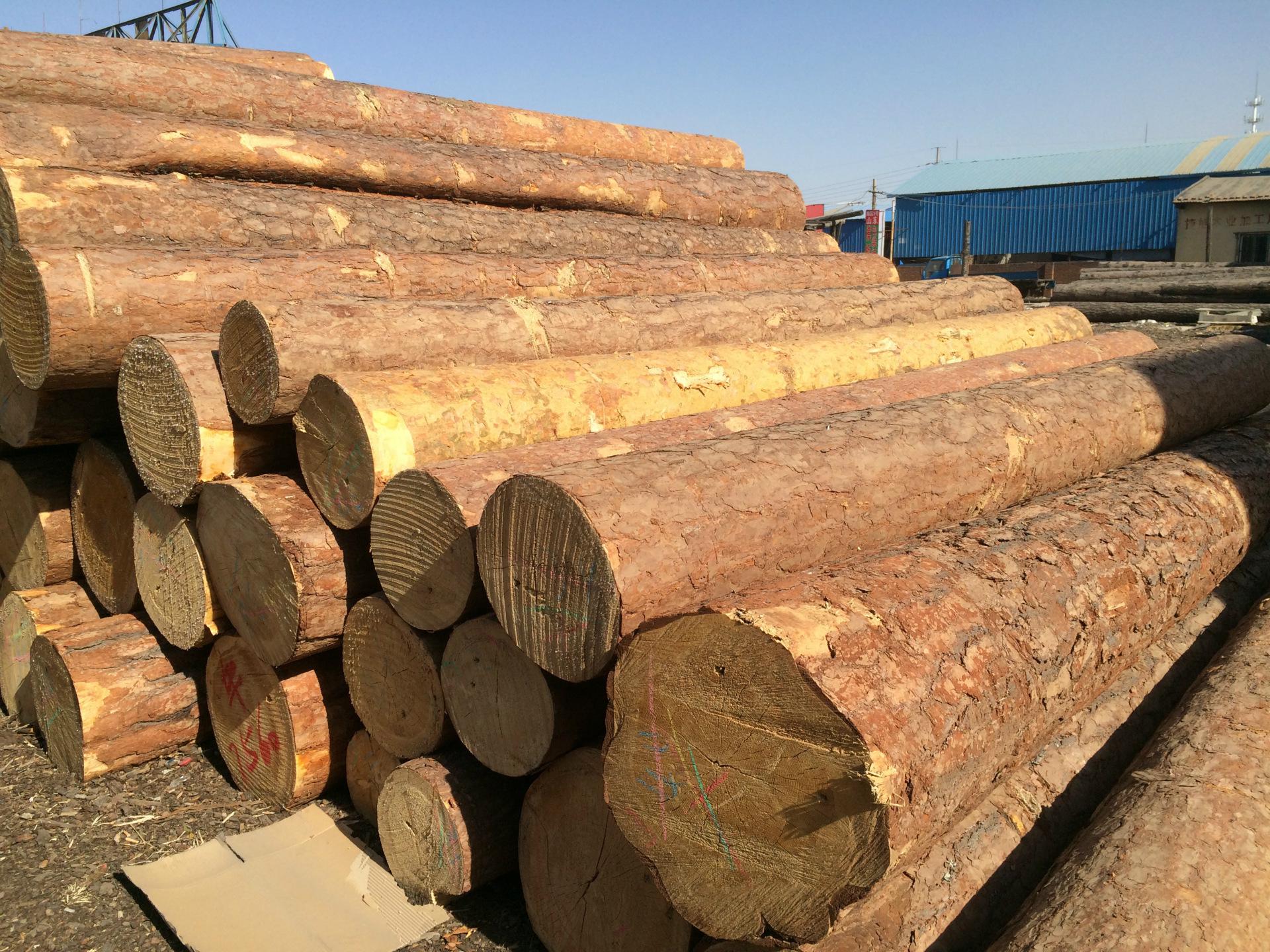 俄罗斯樟子松:天然之美与实用之选 95独特纹理,自然之美 每一片