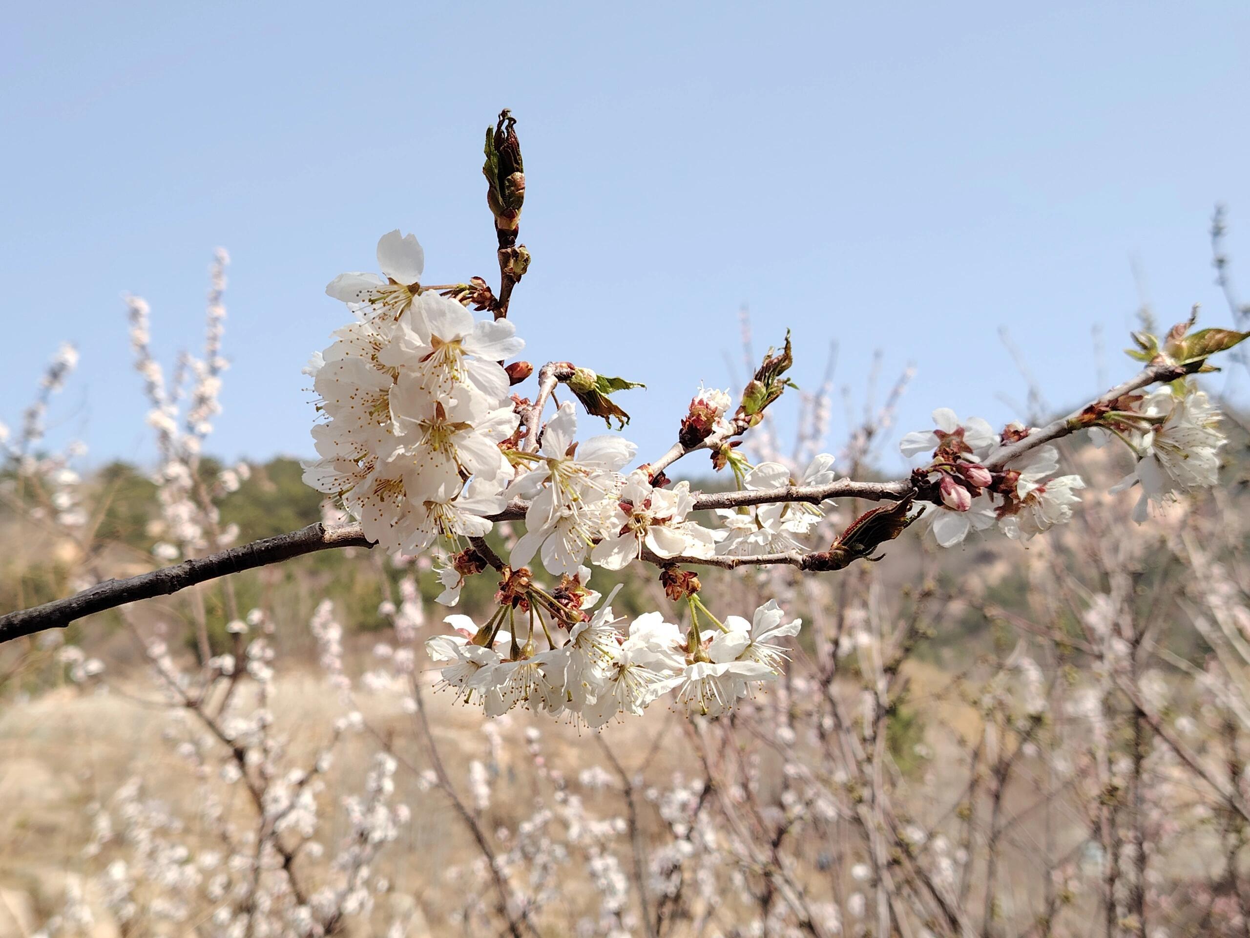 大崂樱桃谷盛花期:错过等一年!