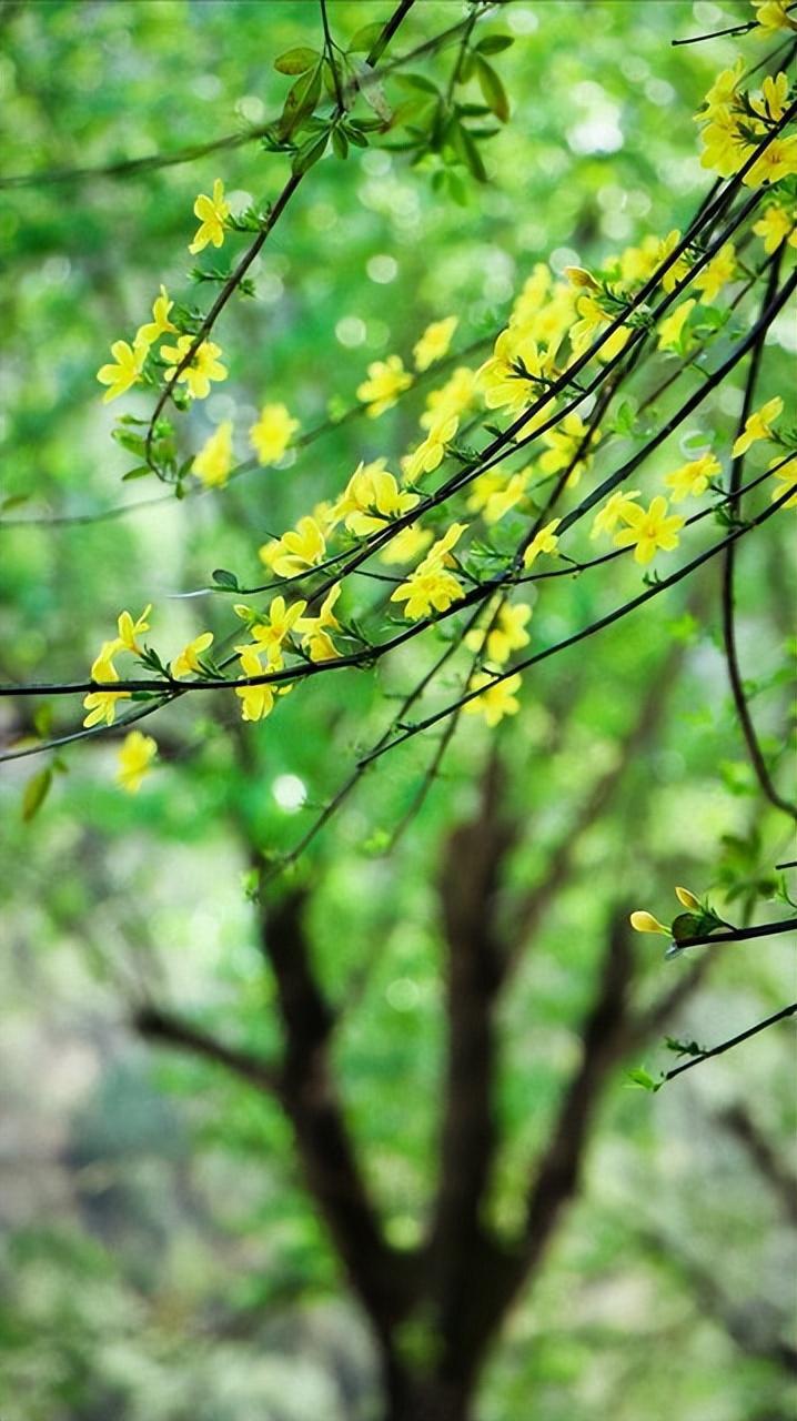 春天的悠然格调 春意盎然,阳光满地,每一个转身都是醉人的风景.