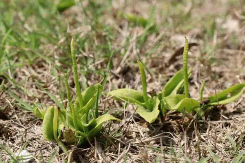 盘龙参种植 商机无限 盘龙参种植利用先进的温室种植技术