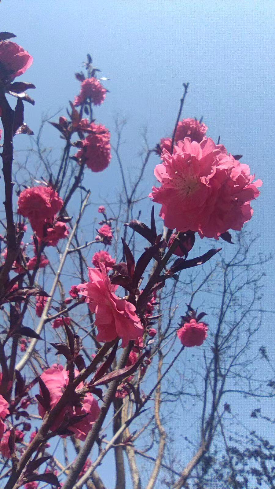 但你是否曾想过,那些街头巷尾,公园游园,小区田园里的花儿,与你并没有