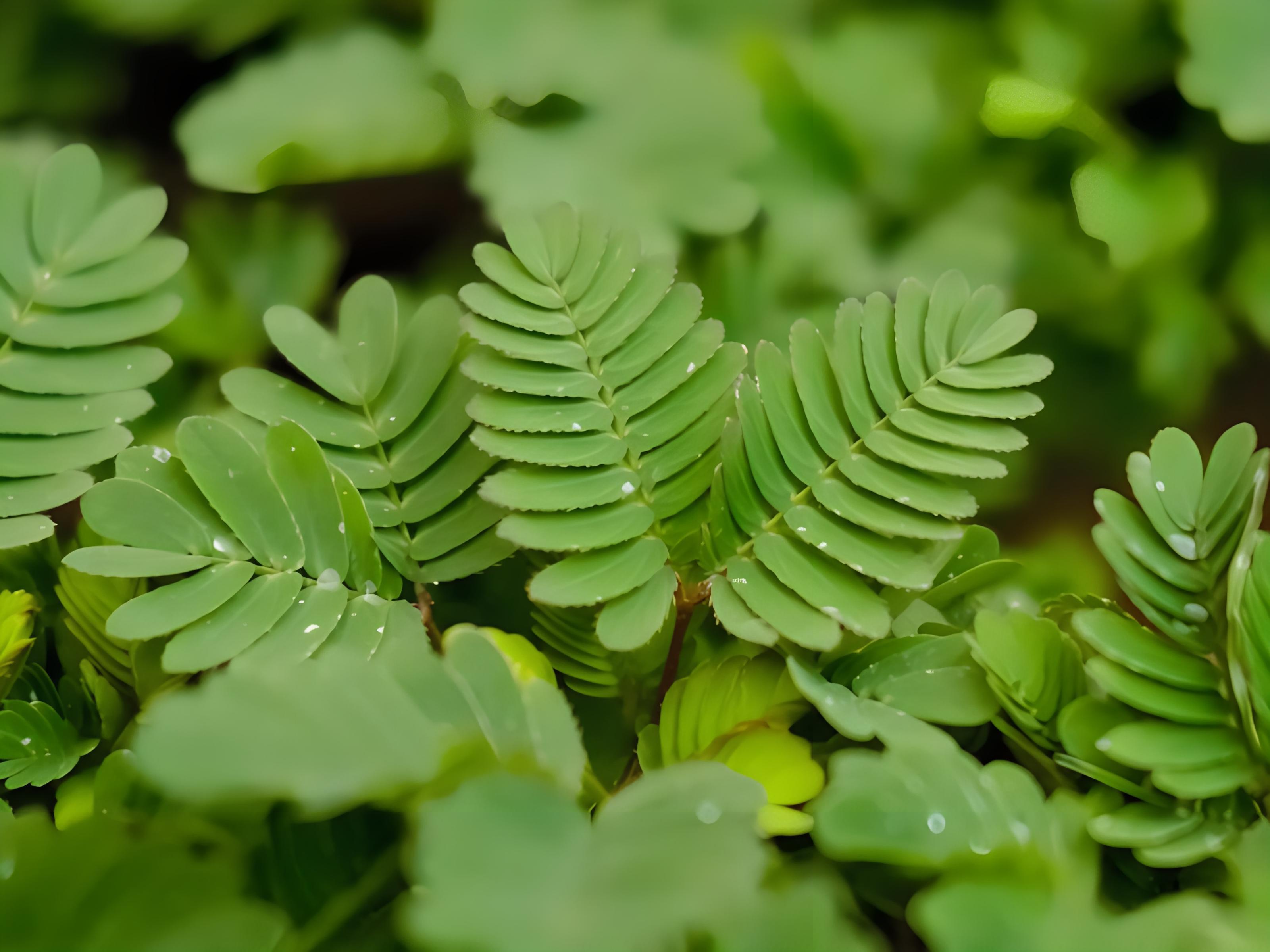 含羞草:美丽与毒性并存 含羞草,这个名字充满了神秘与魅力.
