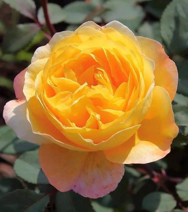 月季花:四季绽放的优雅之星 月季花,那个总是以优雅姿态照亮我们生活