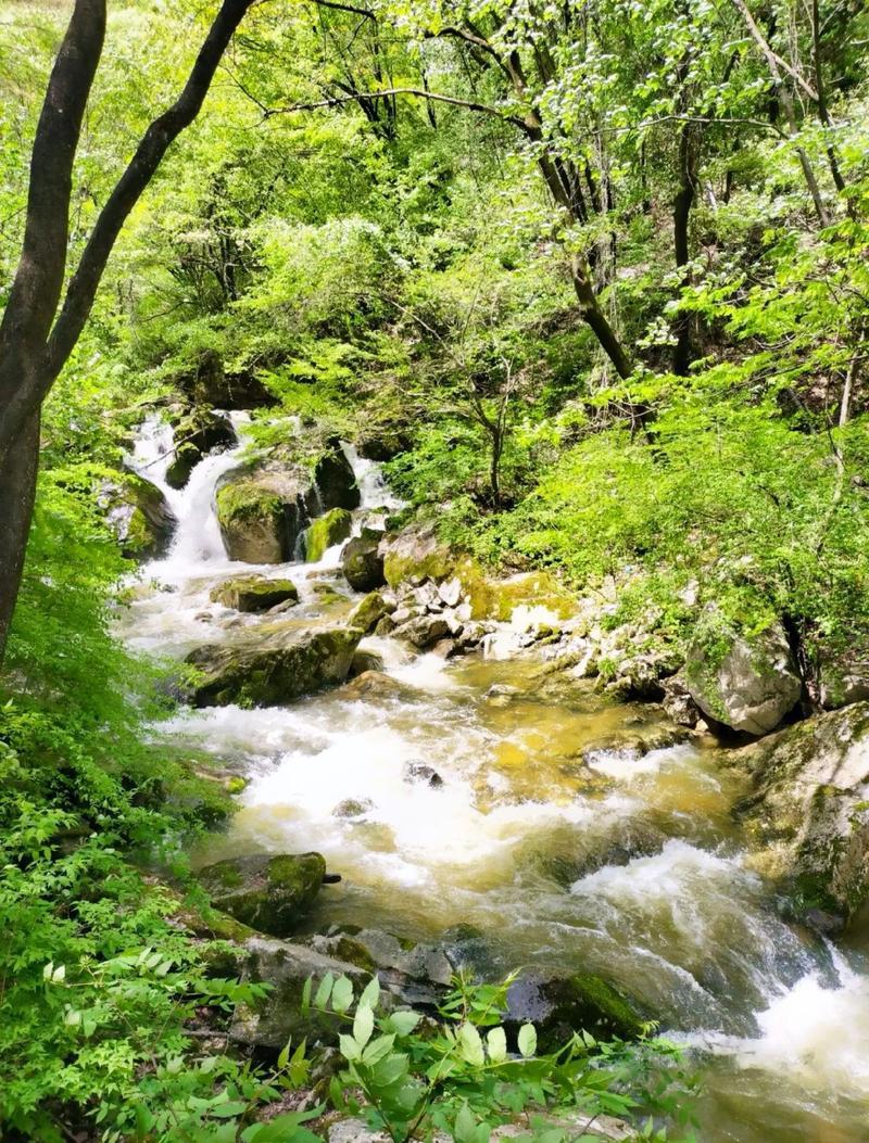 太平峪森林公园图片