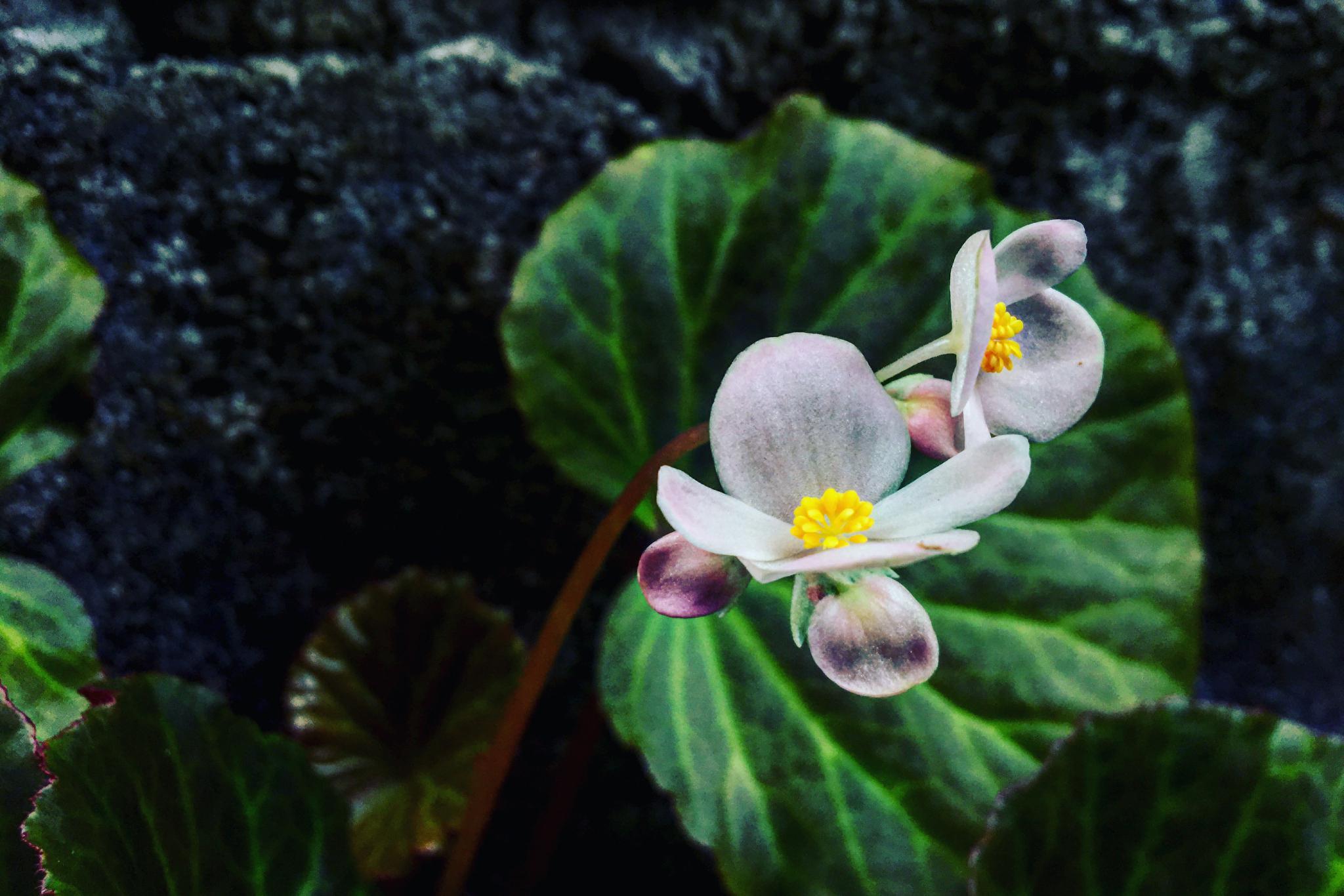 这就是山荷叶,一个神秘又美丽的植物精灵.