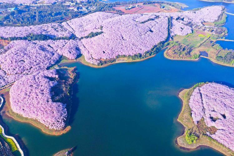 贵阳平坝农场樱花图片