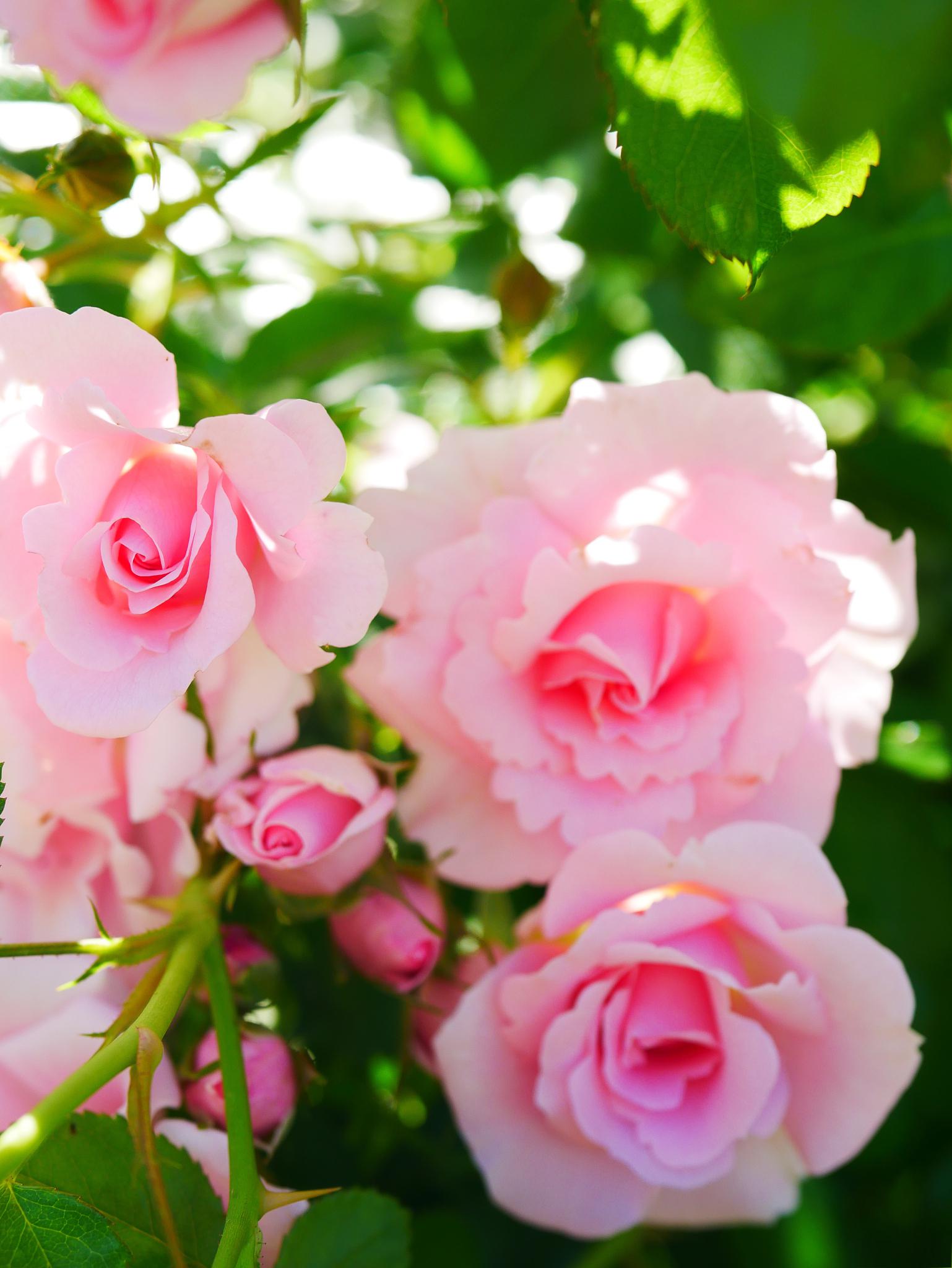 揭秘月季花养护秘籍,让你的花园盛开无尽芬芳!