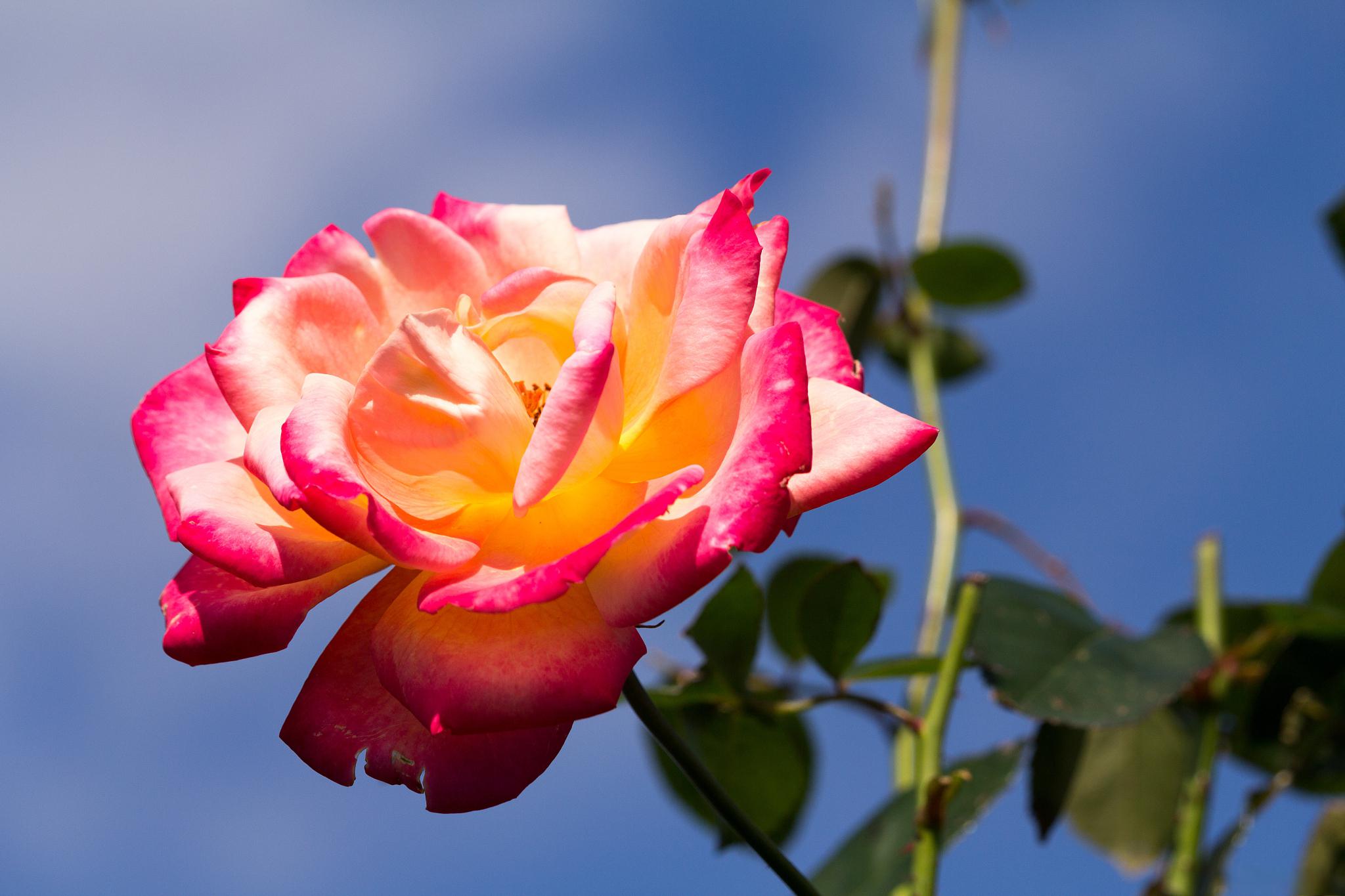 揭秘月季花养护秘籍,让你的花园盛开无尽芬芳!