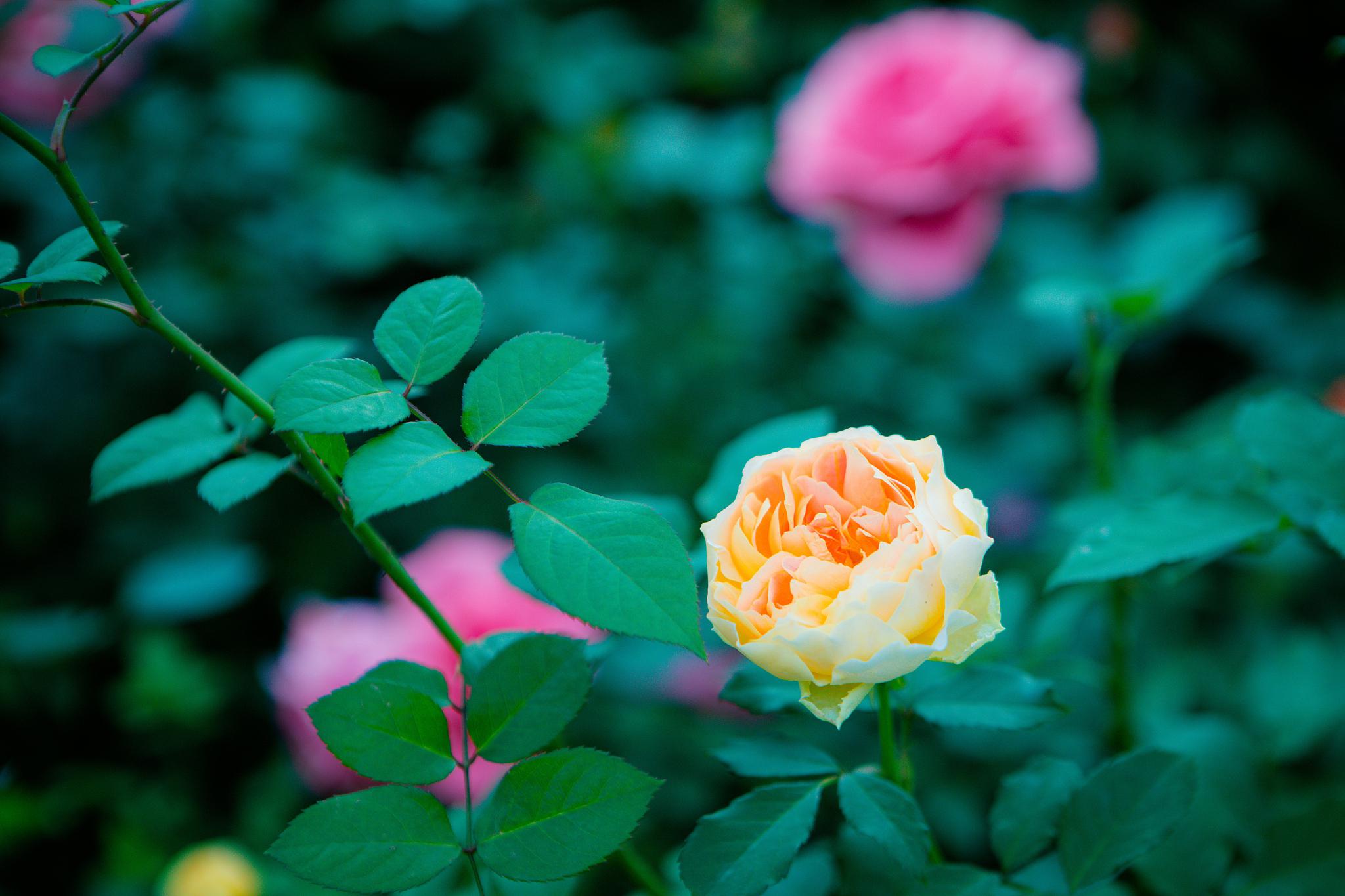 揭秘月季花养护秘籍,让你的花园盛开无尽芬芳!