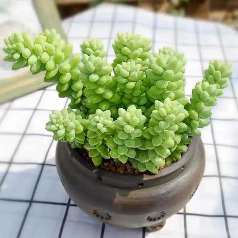 玉缀多肉:美丽与学问同在 多肉植物玉缀多肉,美丽与学问同在.