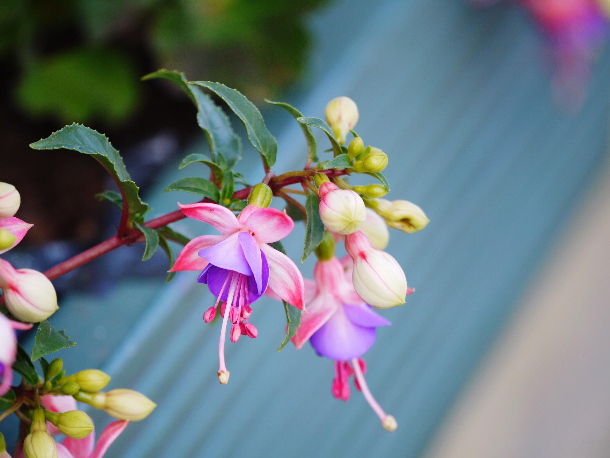 瑞香花真实图片