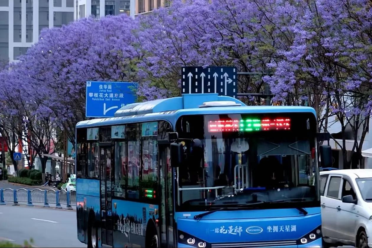 四川攀枝花蓝花楹盛宴 心动不如行动,快来我的城市,四川攀枝花,赴一场