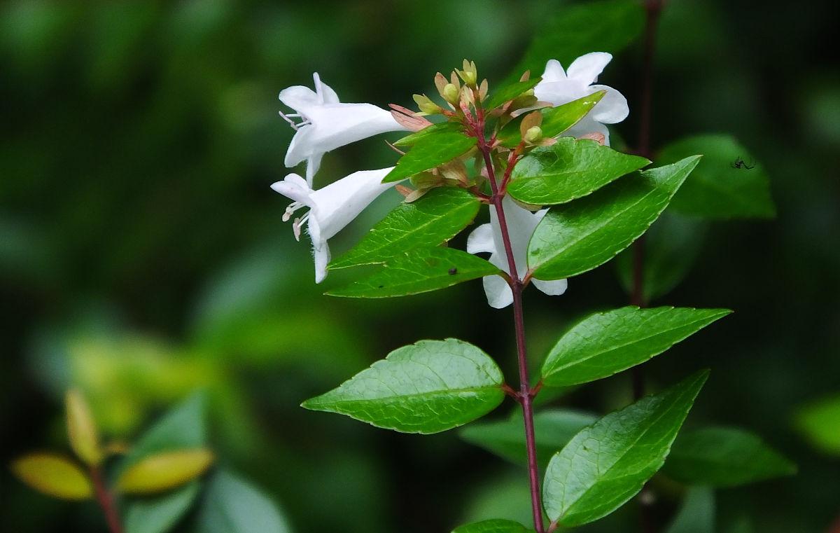 大花六道木:南方的魅力使者 大花六道木,又名"南方六道木",是忍冬科