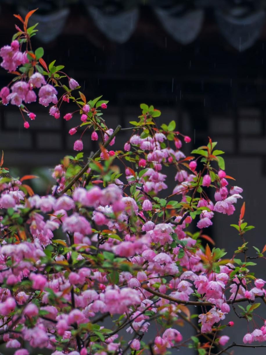 春风拂面,苏州拙政园的海棠花已盛开成海.