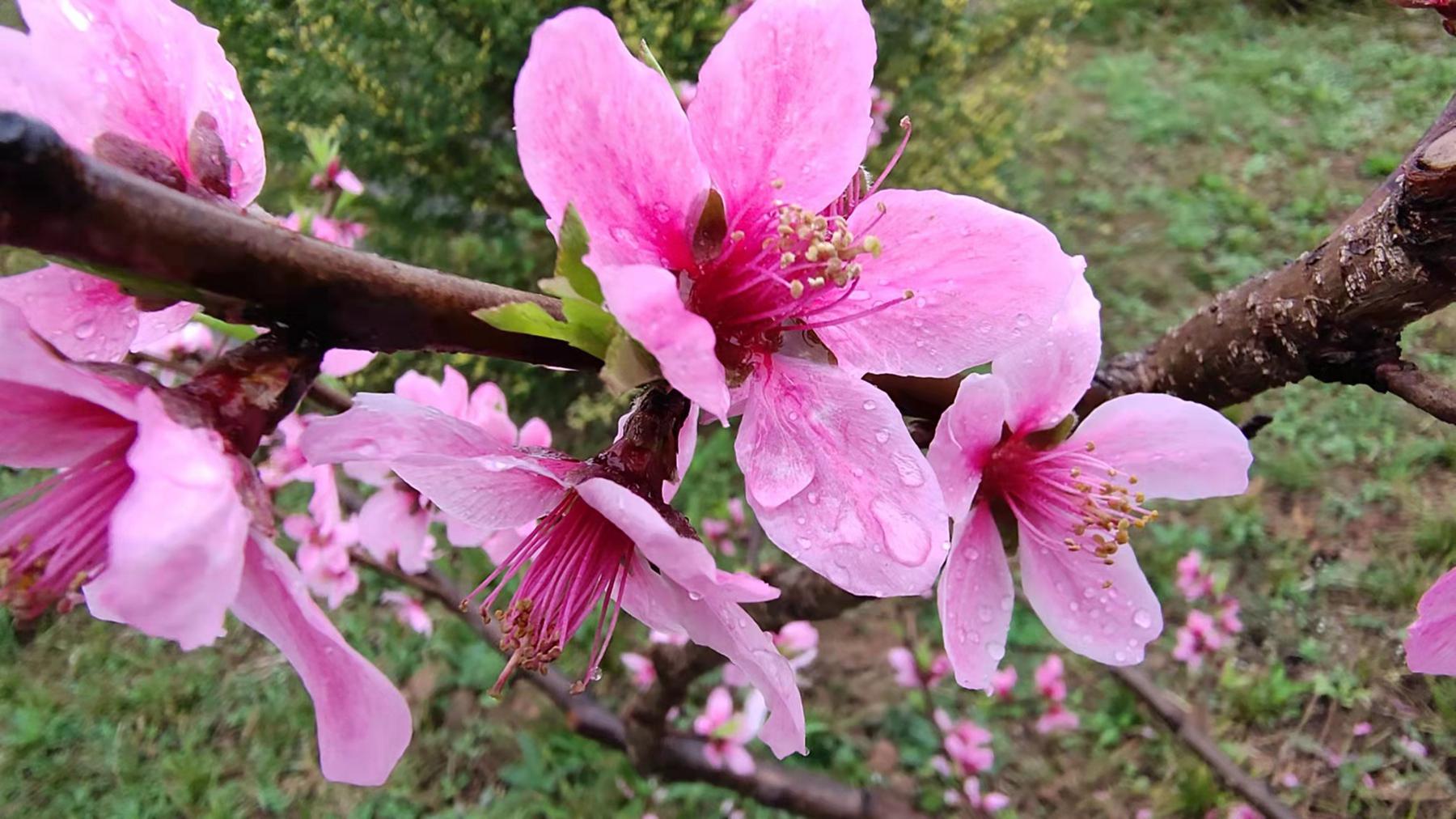 桃花开花季节 春天最美的风景之一 春天