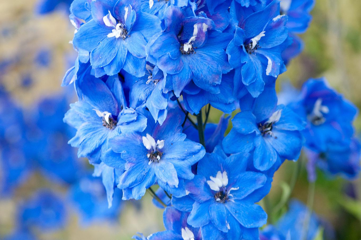 探索蓝色花盆栽的奇妙世界!97