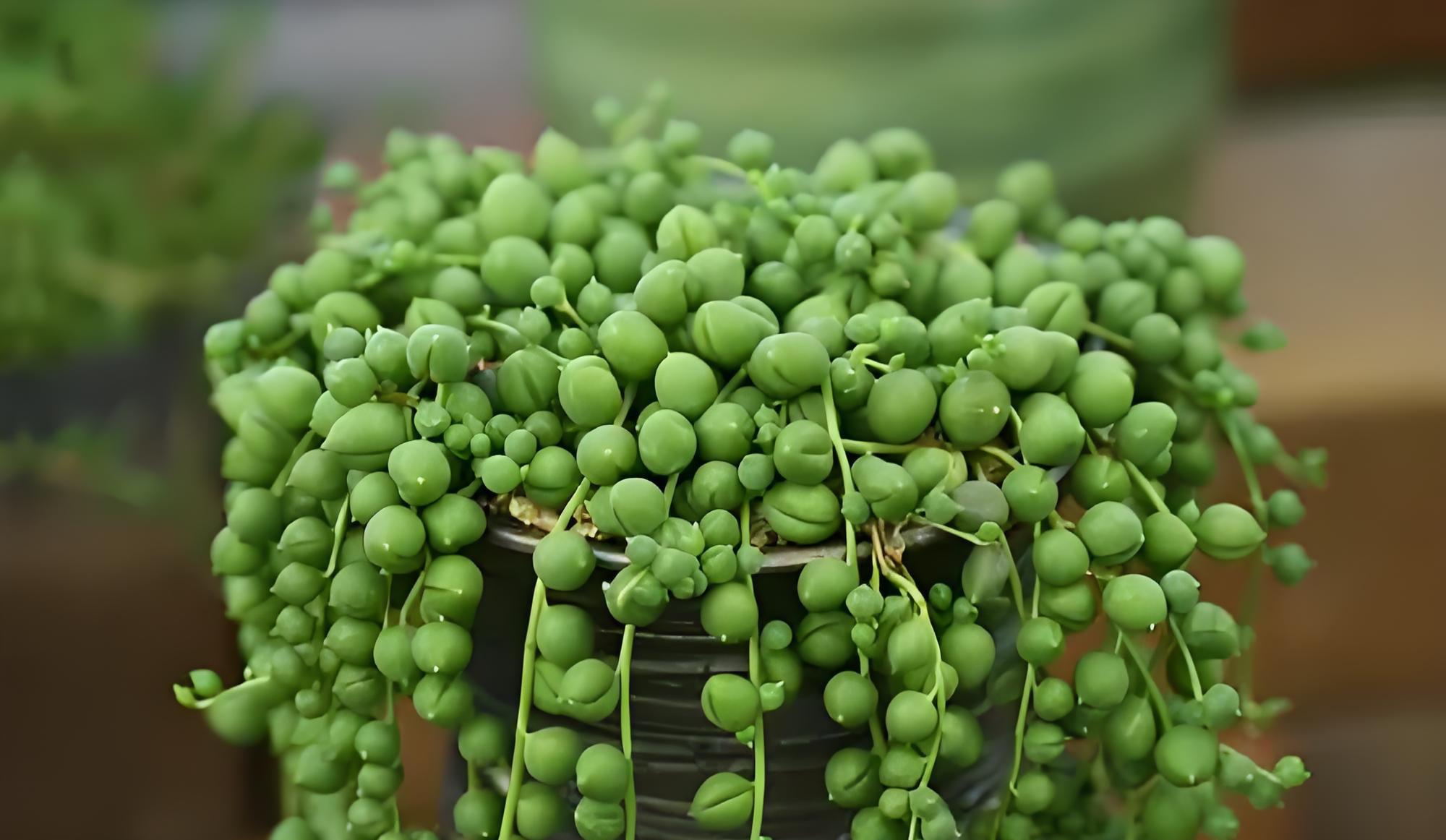 佛珠吊兰的施肥秘籍 佛珠吊兰是一种美丽的室内植物,它的翠绿叶子常常