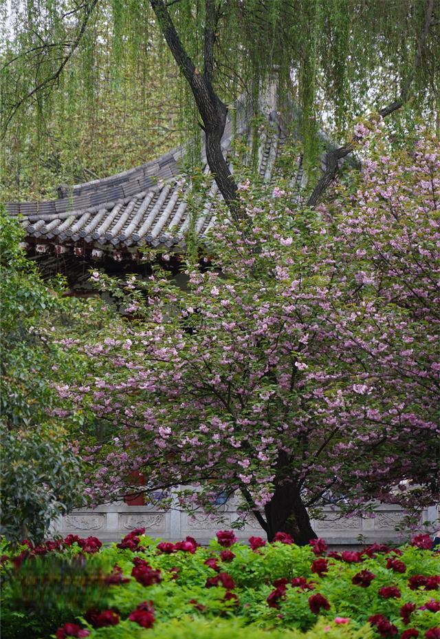 每年的清明时节,国花牡丹盛开,成为赏花盛宴的主角.