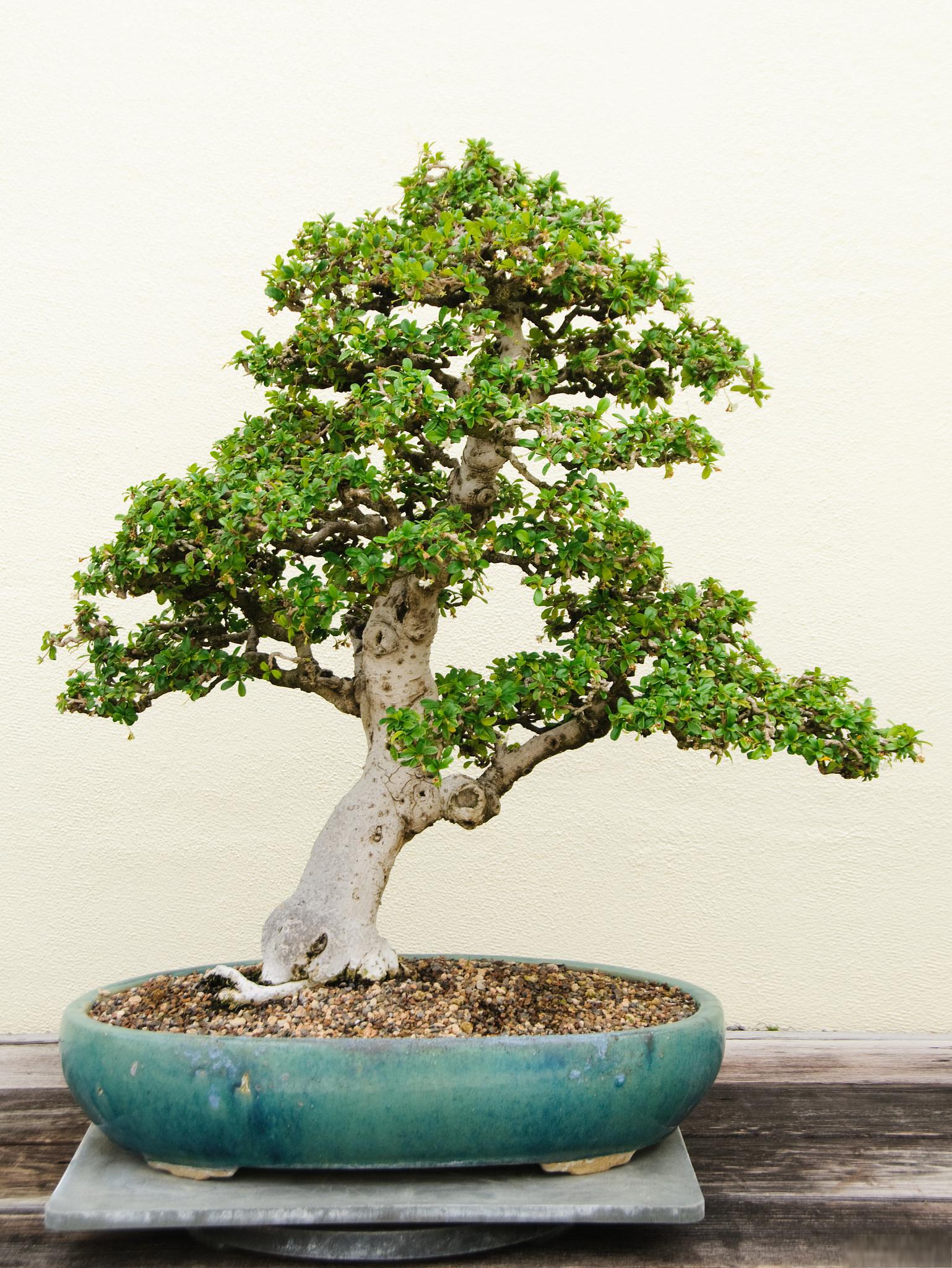 揭秘树桩盆景的养根之道,让你的绿植焕发新生!