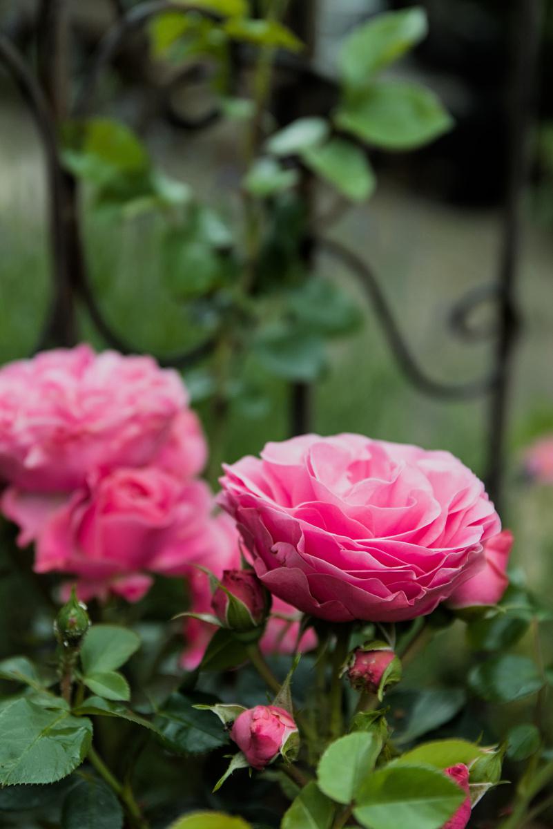 乐天派月季:家庭种植理想选择 在繁花似锦的月季世界里,有一款小型