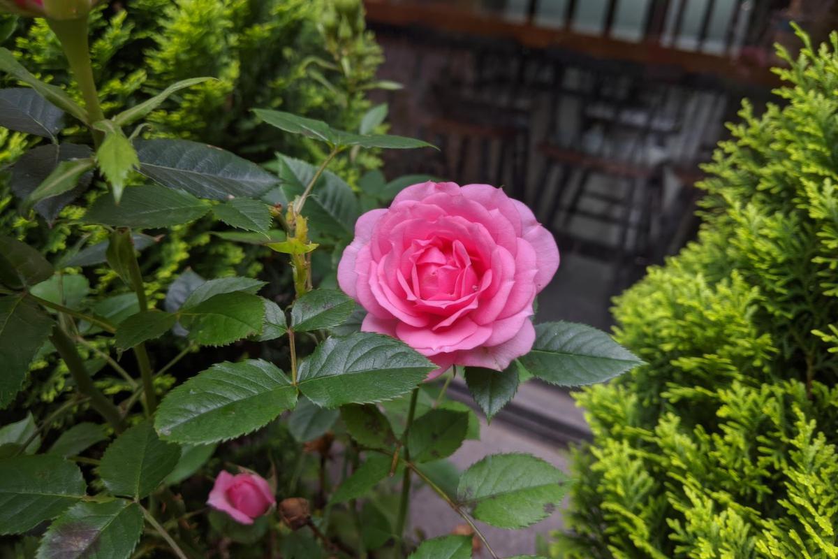 乐天派月季:家庭种植理想选择 在繁花似锦的月季世界里,有一款小型