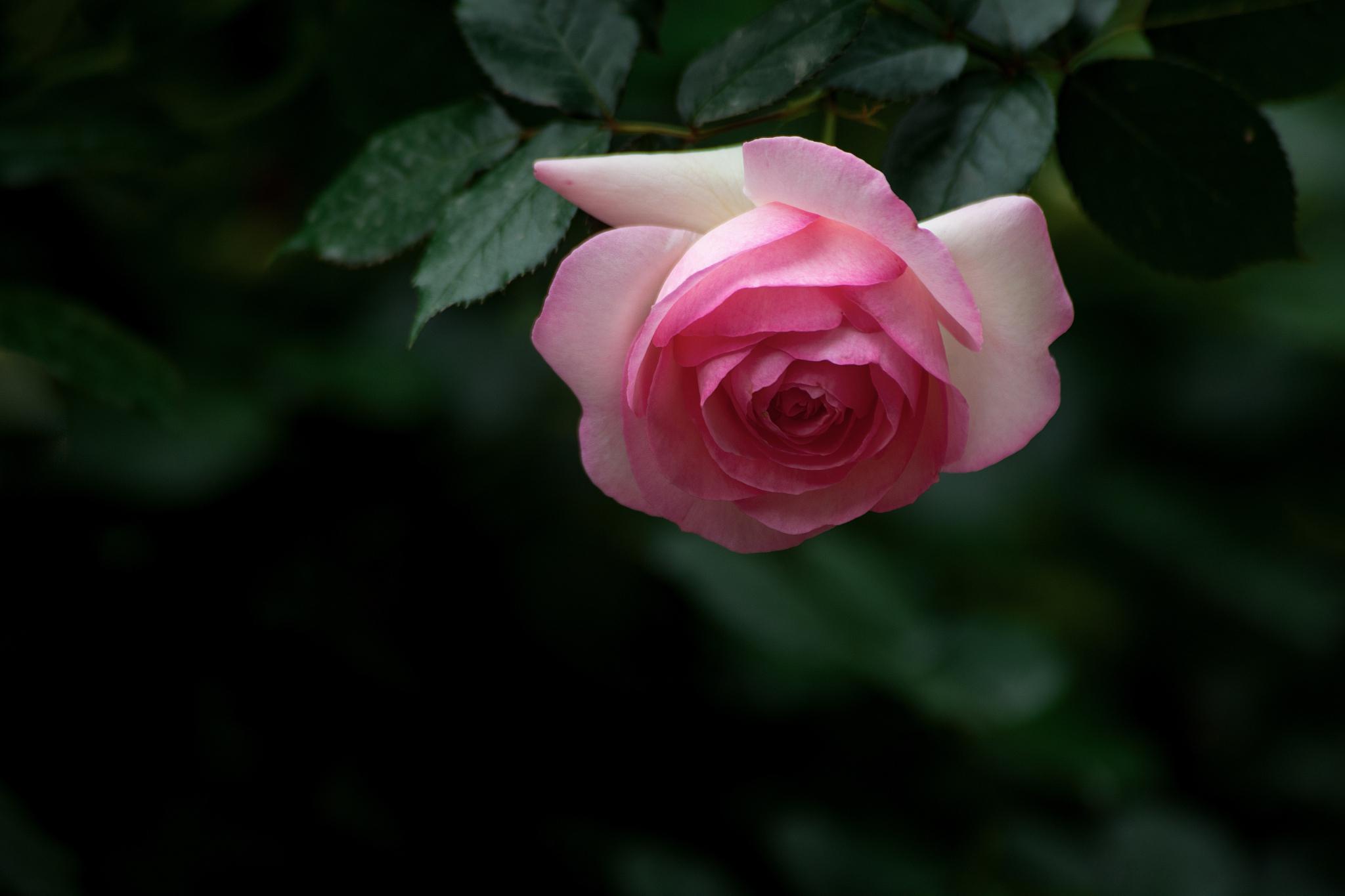 乐天派月季:家庭种植理想选择 在繁花似锦的月季世界里,有一款小型
