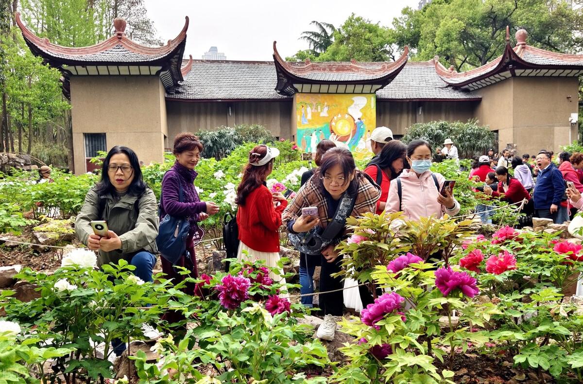 武汉汉阳公园牡丹花图片