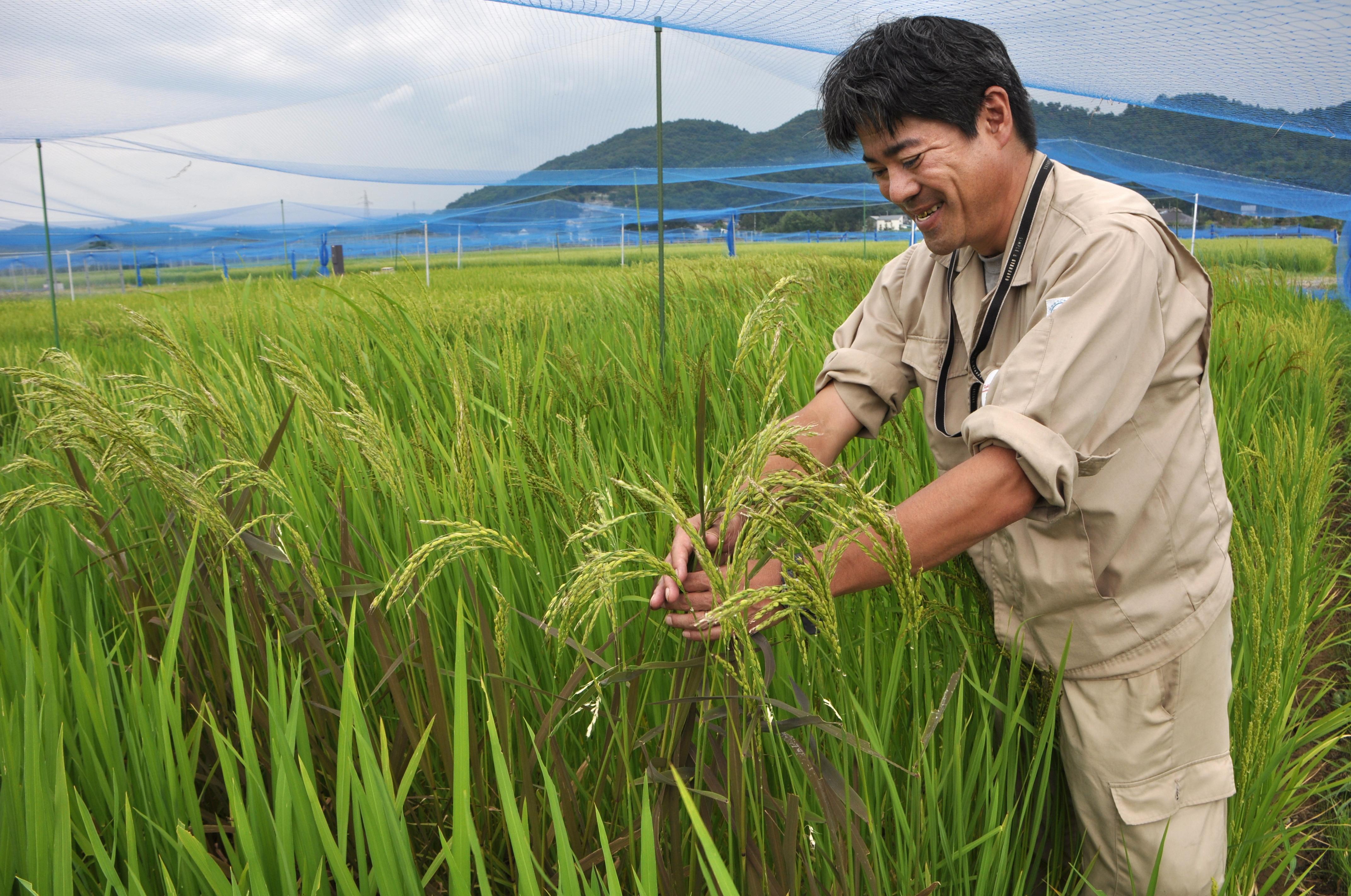 日本水稻种植:品质高,自给率高,值得借鉴 日本的水稻亩产量不算很高