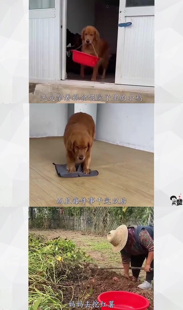 聪明喊"妈妈",却成主人甜蜜负担 小狗家美因其独特的"妈妈"叫声走红