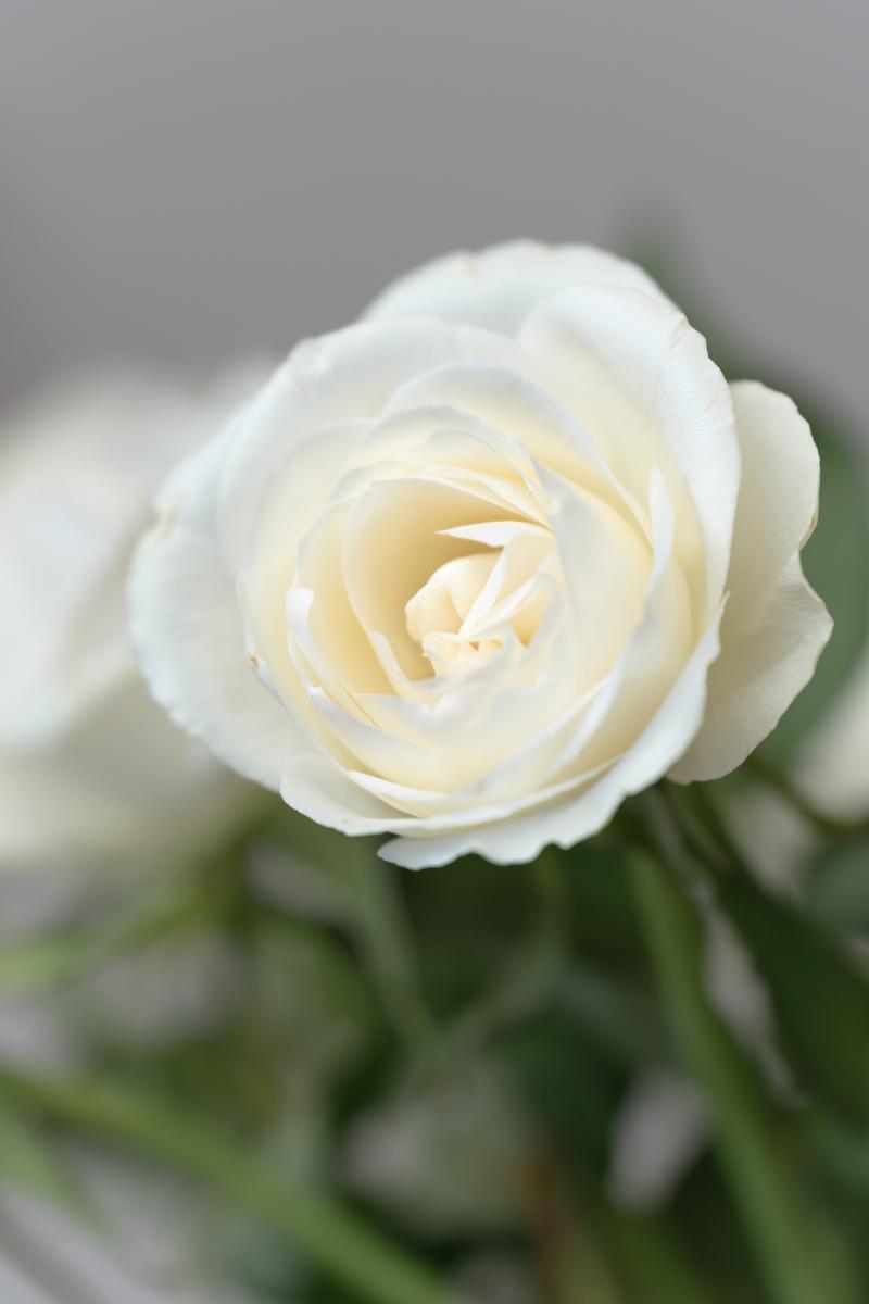 每一朵白玫瑰,都承载着深沉而真挚的情感