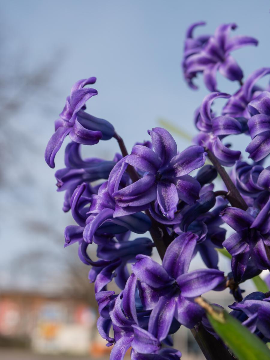 跟我来 11566 剪除凋谢花朵 花朵凋谢时,记得